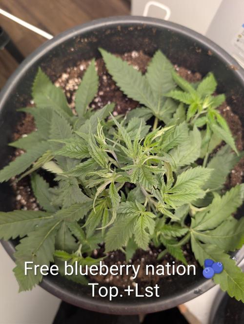 FÉNIXOV ŠEPOT🐦‍🔥🌱. Week 4
