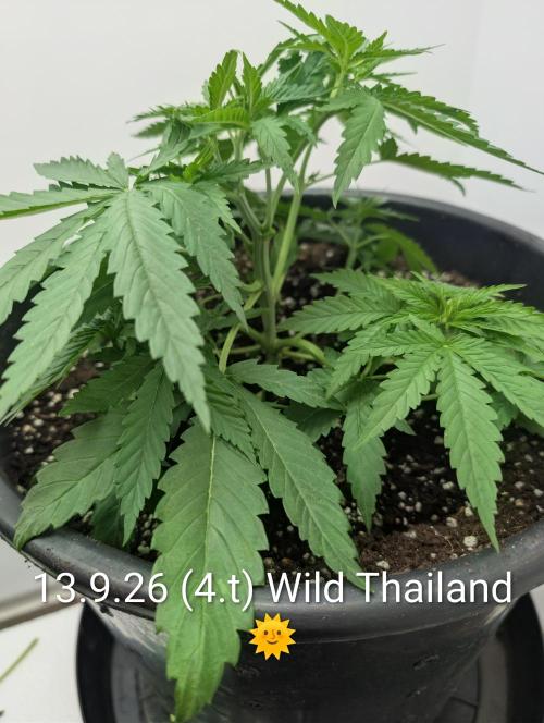 FÉNIXOV ŠEPOT🐦‍🔥🌱. Week 4