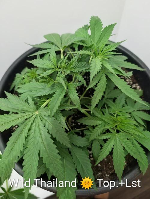 FÉNIXOV ŠEPOT🐦‍🔥🌱. Week 4