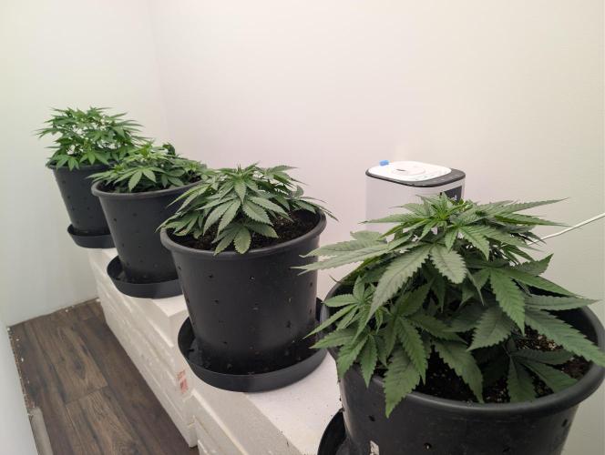 FÉNIXOV ŠEPOT🐦‍🔥🌱. Week 4