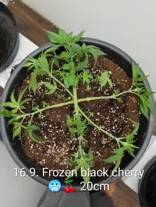 FÉNIXOV ŠEPOT🐦‍🔥🌱. Week 4