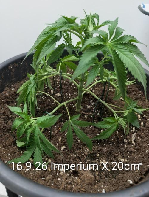 FÉNIXOV ŠEPOT🐦‍🔥🌱. Week 4