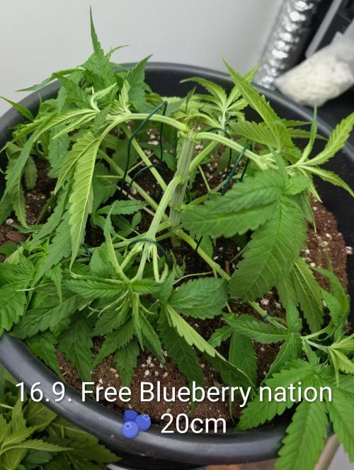 FÉNIXOV ŠEPOT🐦‍🔥🌱. Week 4