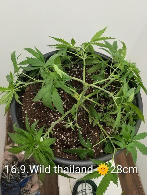 FÉNIXOV ŠEPOT🐦‍🔥🌱. Week 4