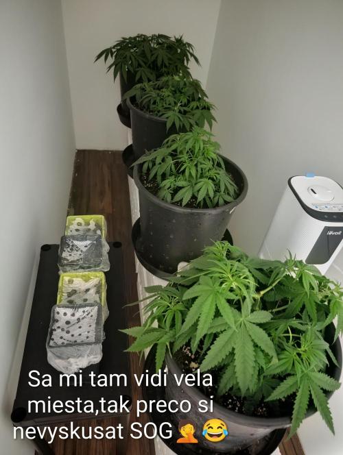 FÉNIXOV ŠEPOT🐦‍🔥🌱. Week 5