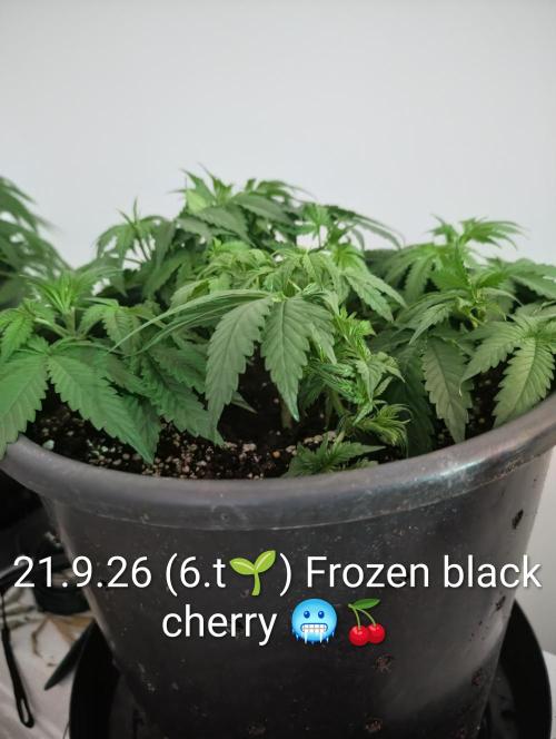 FÉNIXOV ŠEPOT🐦‍🔥🌱. Week 5