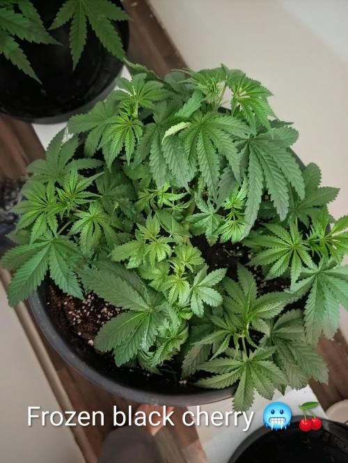 FÉNIXOV ŠEPOT🐦‍🔥🌱. Week 5
