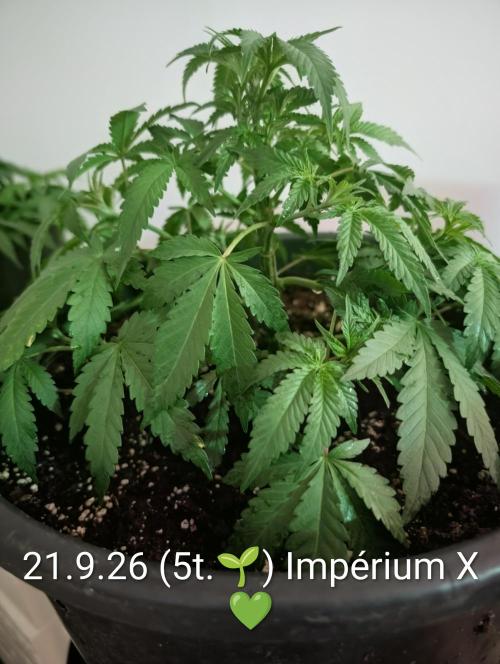FÉNIXOV ŠEPOT🐦‍🔥🌱. Week 5