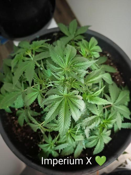 FÉNIXOV ŠEPOT🐦‍🔥🌱. Week 5