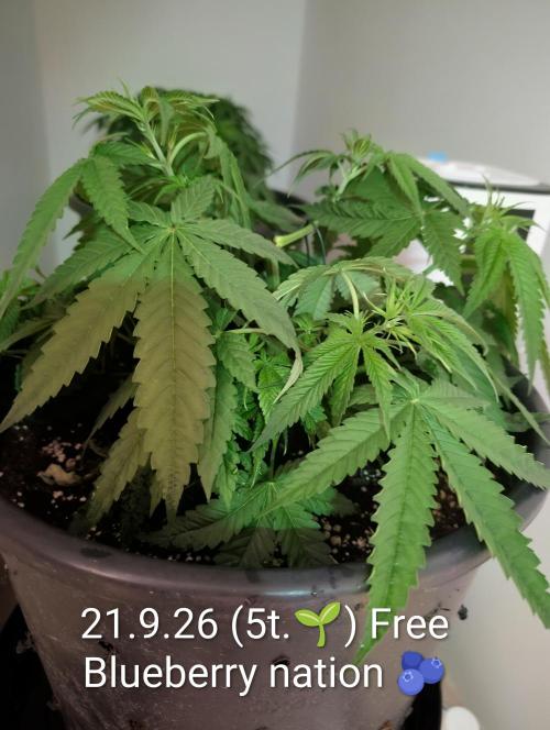 FÉNIXOV ŠEPOT🐦‍🔥🌱. Week 5