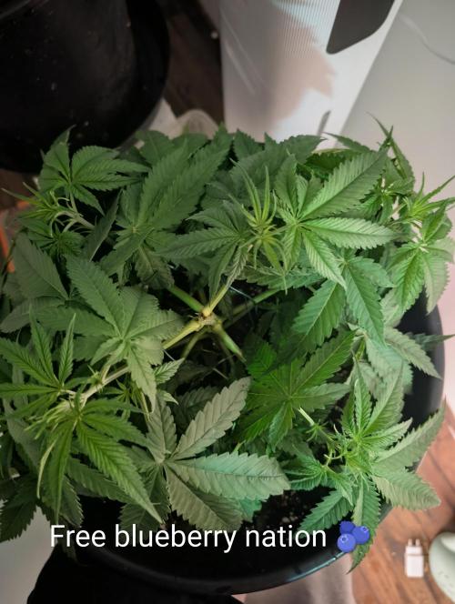 FÉNIXOV ŠEPOT🐦‍🔥🌱. Week 5