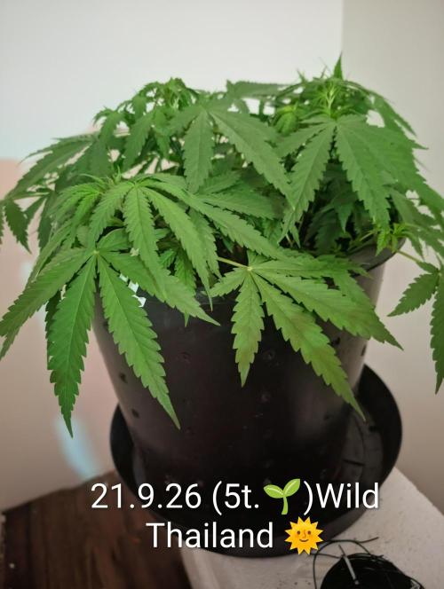 FÉNIXOV ŠEPOT🐦‍🔥🌱. Week 5