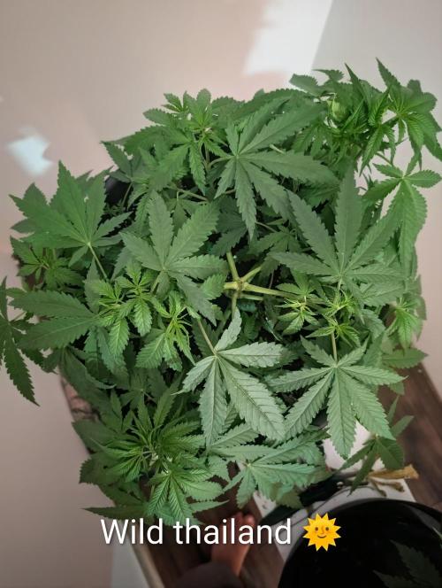 FÉNIXOV ŠEPOT🐦‍🔥🌱. Week 5