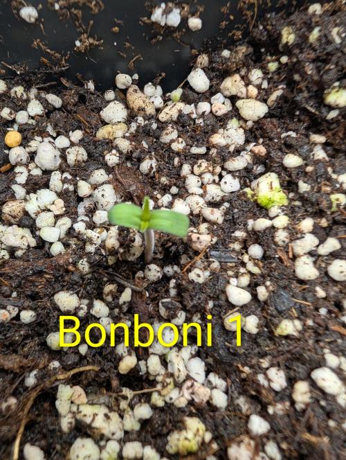 Quattro Bonboni 🍭. Week 1
