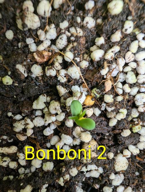 Quattro Bonboni 🍭. Week 1