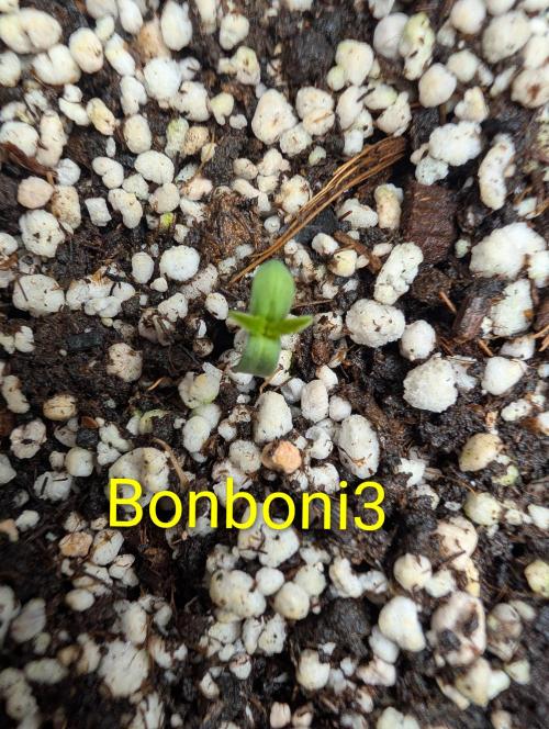 Quattro Bonboni 🍭. Week 1