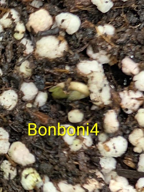Quattro Bonboni 🍭. Week 1
