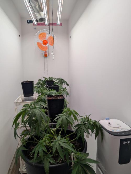 FÉNIXOV ŠEPOT🐦‍🔥🌱. Week 6
