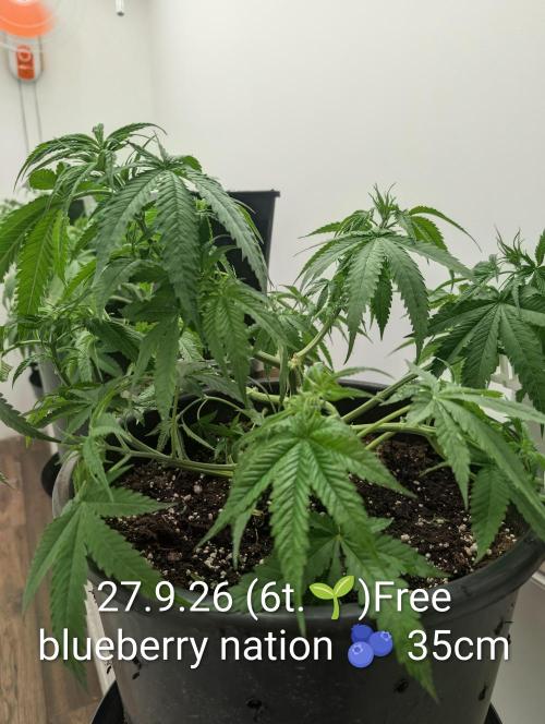 FÉNIXOV ŠEPOT🐦‍🔥🌱. Week 6