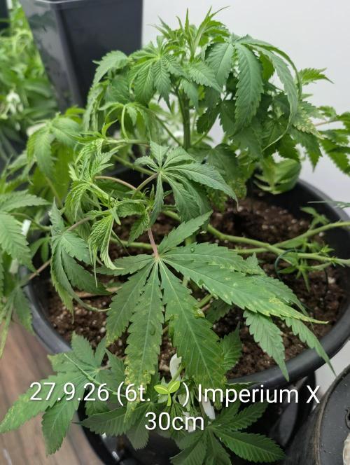 FÉNIXOV ŠEPOT🐦‍🔥🌱. Week 6