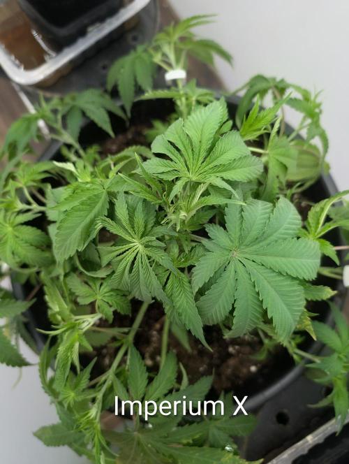 FÉNIXOV ŠEPOT🐦‍🔥🌱. Week 6
