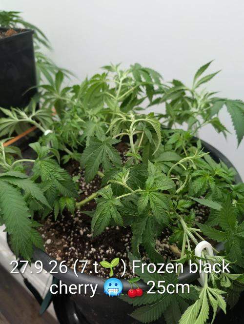 FÉNIXOV ŠEPOT🐦‍🔥🌱. Week 6
