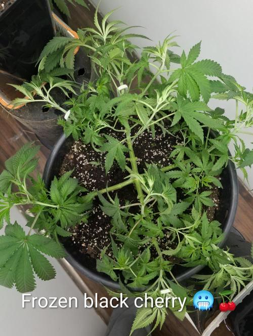 FÉNIXOV ŠEPOT🐦‍🔥🌱. Week 6