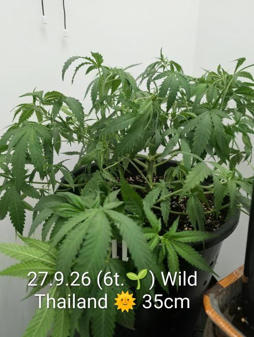 FÉNIXOV ŠEPOT🐦‍🔥🌱. Week 6