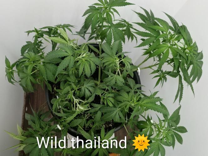 FÉNIXOV ŠEPOT🐦‍🔥🌱. Week 6