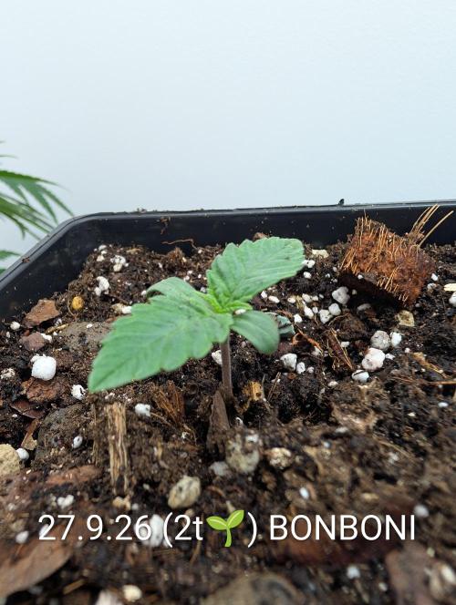 Quattro Bonboni 🍭. Week 2