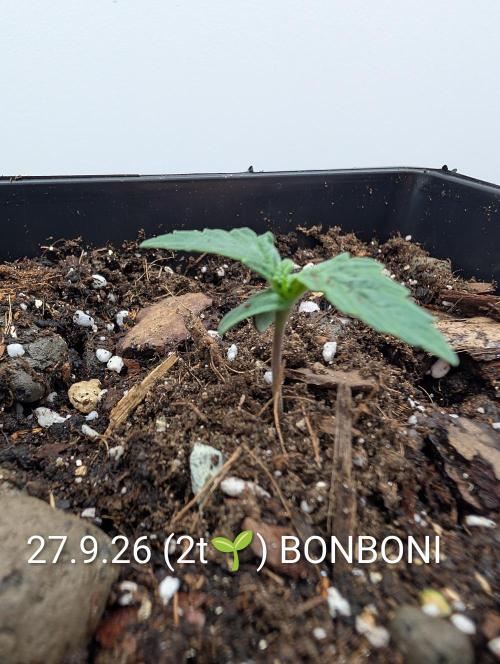 Quattro Bonboni 🍭. Week 2