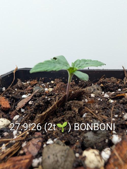 Quattro Bonboni 🍭. Week 2