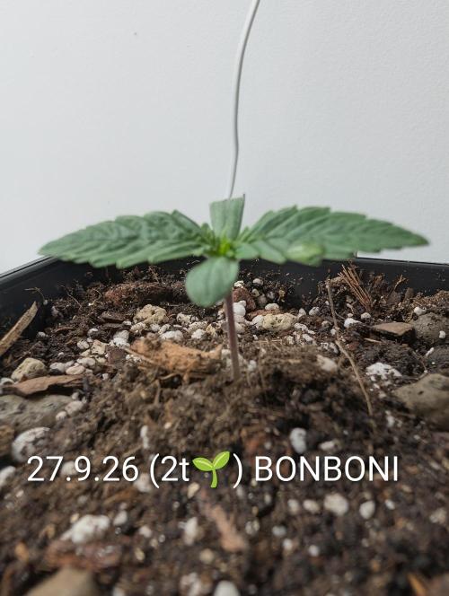 Quattro Bonboni 🍭. Week 2