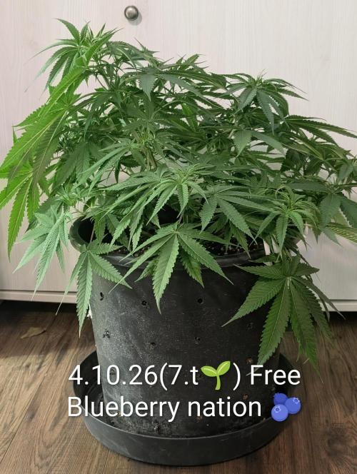 FÉNIXOV ŠEPOT🐦‍🔥🌱. Week 7