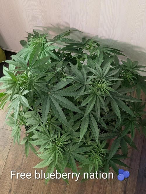 FÉNIXOV ŠEPOT🐦‍🔥🌱. Week 7