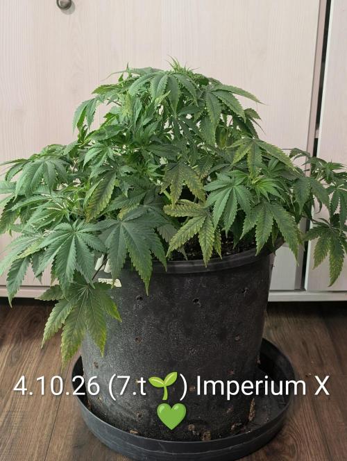 FÉNIXOV ŠEPOT🐦‍🔥🌱. Week 7