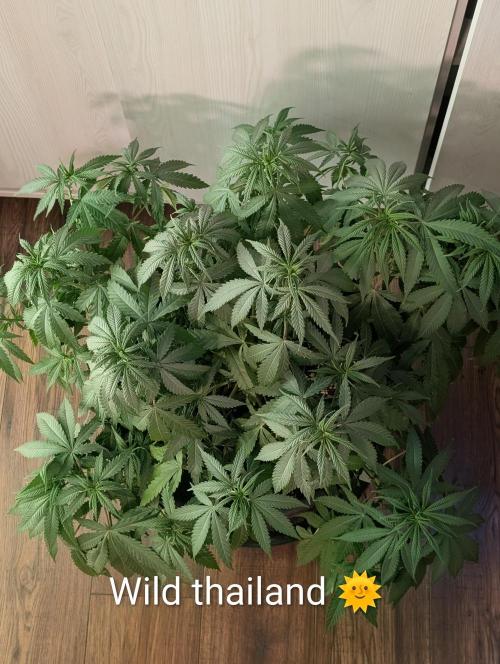 FÉNIXOV ŠEPOT🐦‍🔥🌱. Week 7