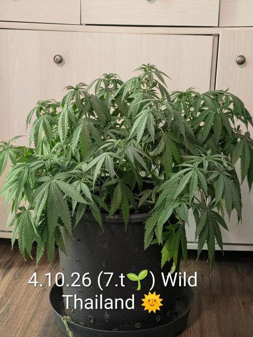 FÉNIXOV ŠEPOT🐦‍🔥🌱. Week 7