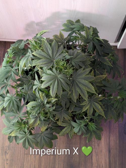 FÉNIXOV ŠEPOT🐦‍🔥🌱. Week 7