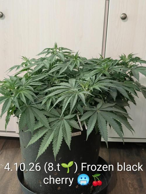 FÉNIXOV ŠEPOT🐦‍🔥🌱. Week 7