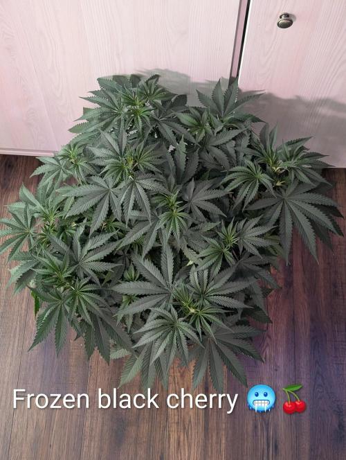 FÉNIXOV ŠEPOT🐦‍🔥🌱. Week 7