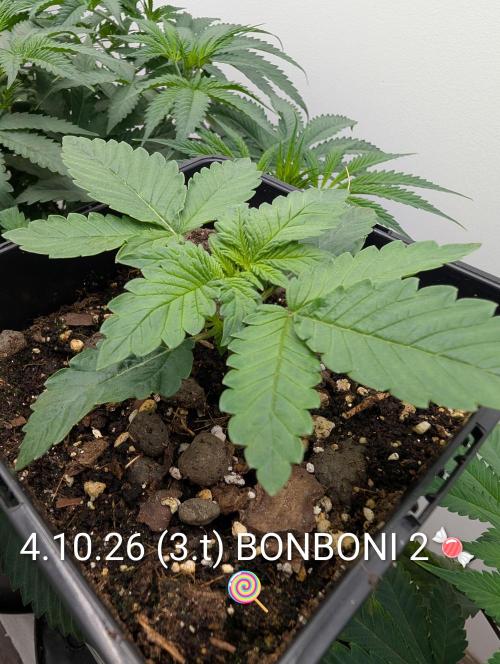 Quattro Bonboni 🍭. Week 3