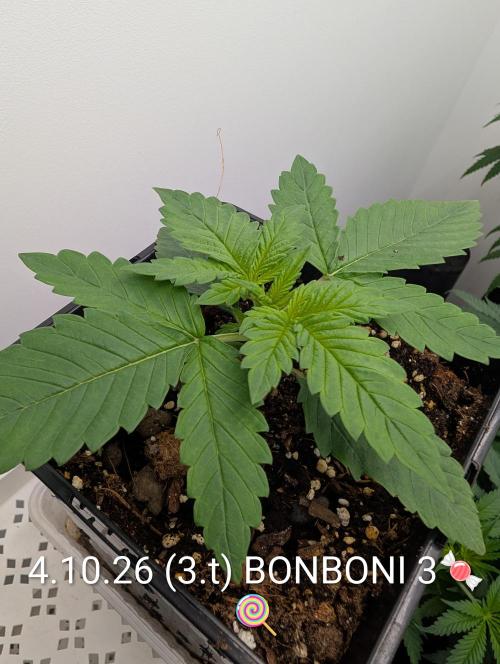 Quattro Bonboni 🍭. Week 3