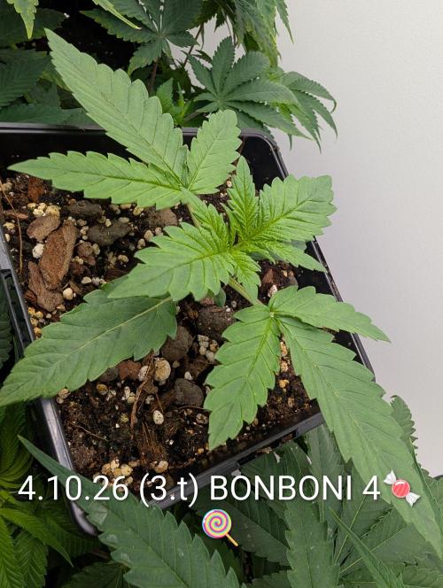 Quattro Bonboni 🍭. Week 3