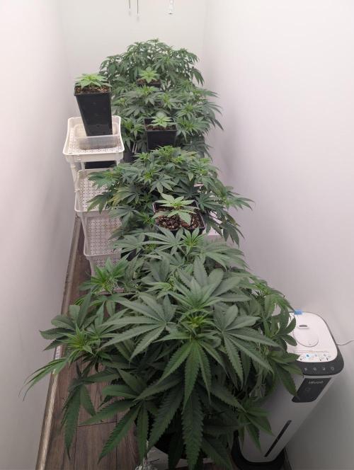Quattro Bonboni 🍭. Week 3