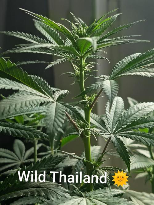 FÉNIXOV ŠEPOT🐦‍🔥🌱. Week 9