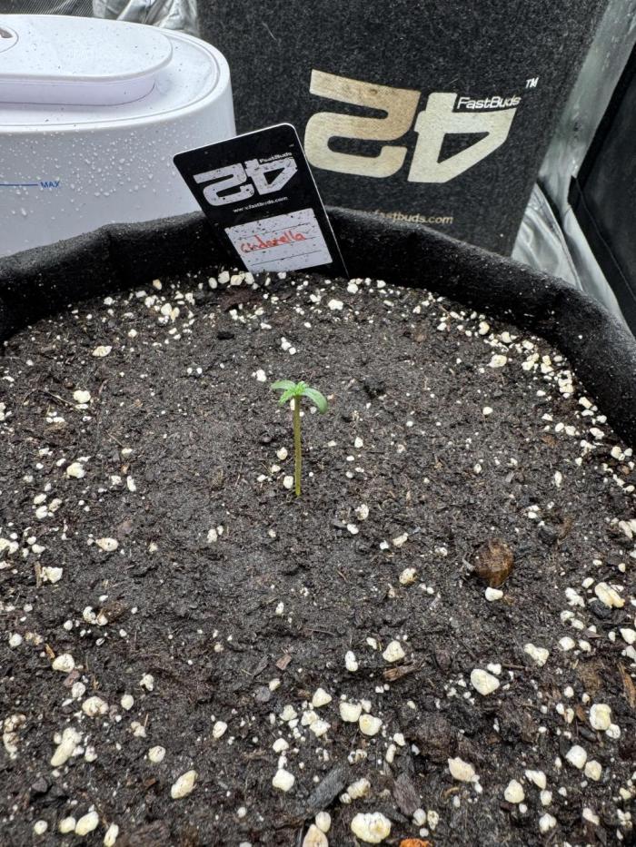 Cinderella „DisneyGrow“. Week 0