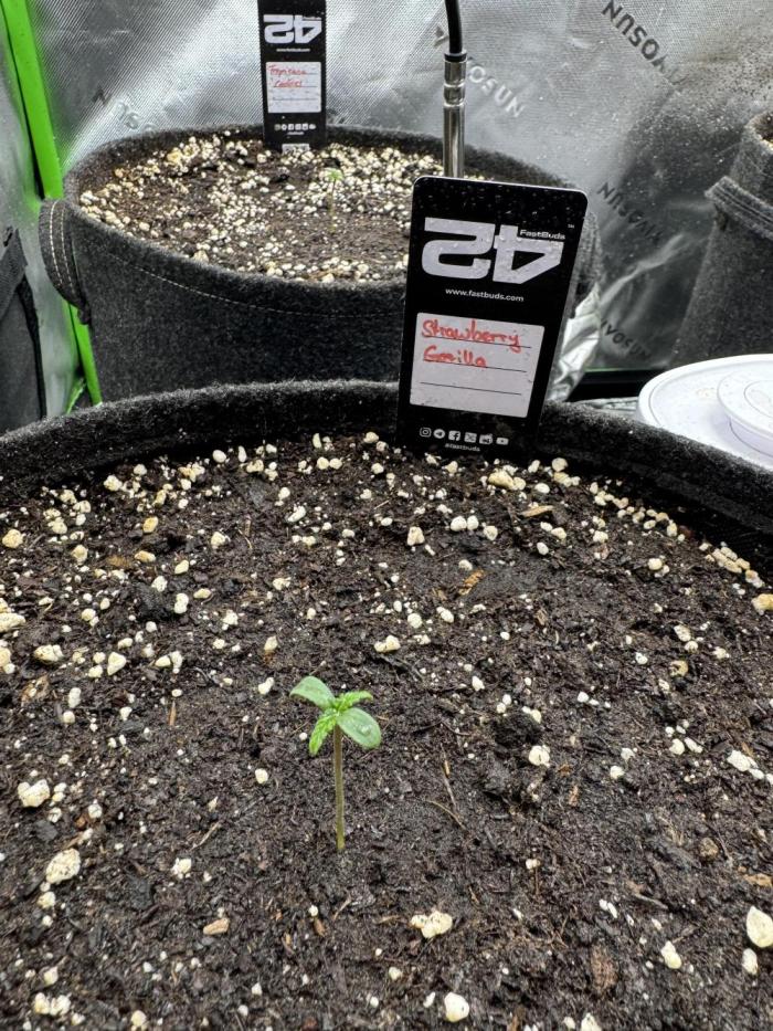 StrawberryGorilla. Week 0