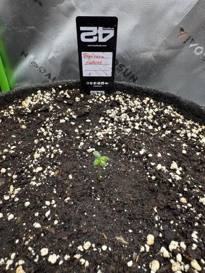 Tropicana Cookies. Week 0