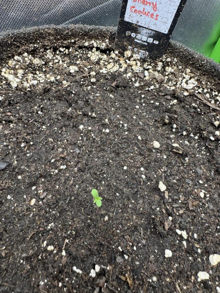 Lemon Cherry Cookies. Week 0